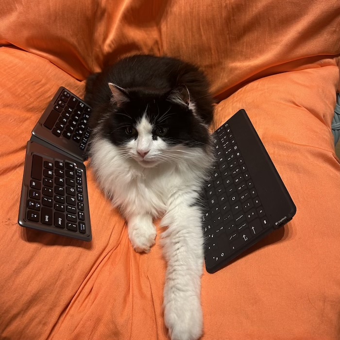 Keyboard cat